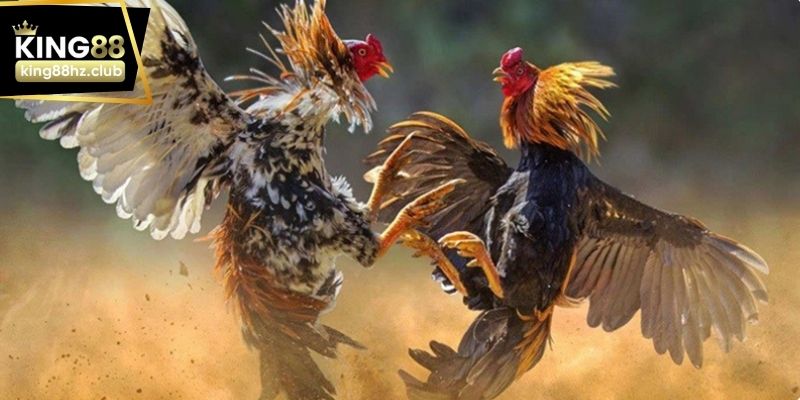 Giao diện đá gà online với trận đấu mô phỏng hiển thị trực quan