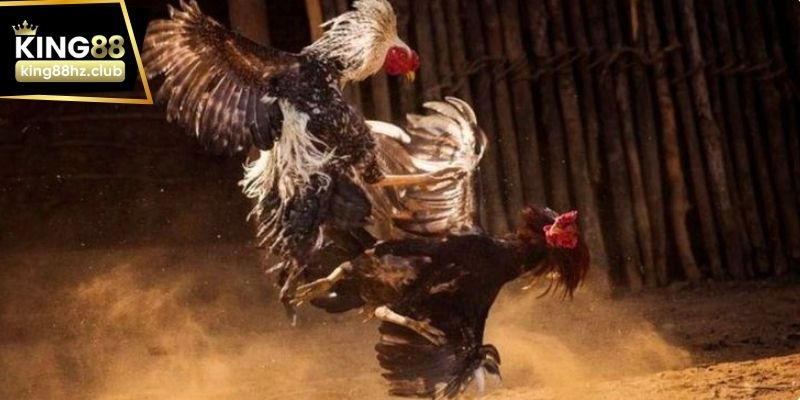 Danh sách trận đá gà online diễn ra liên tục tại King88