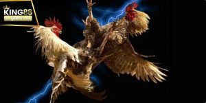 Gà cựa dao philippin