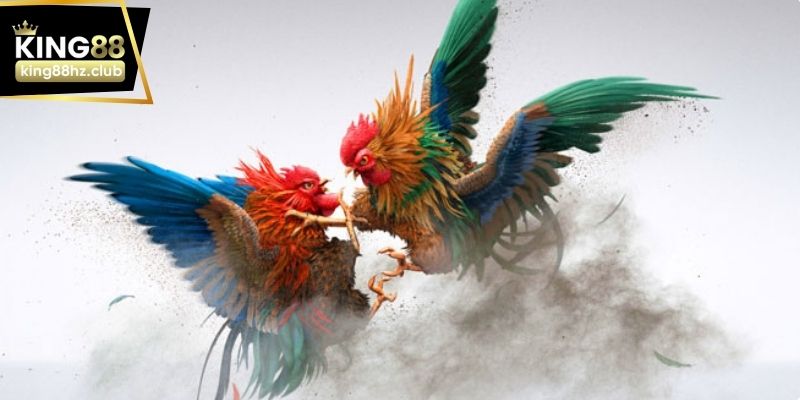 Người theo dõi quan sát kỹ phản xạ của gà cựa dao trước trận đấu