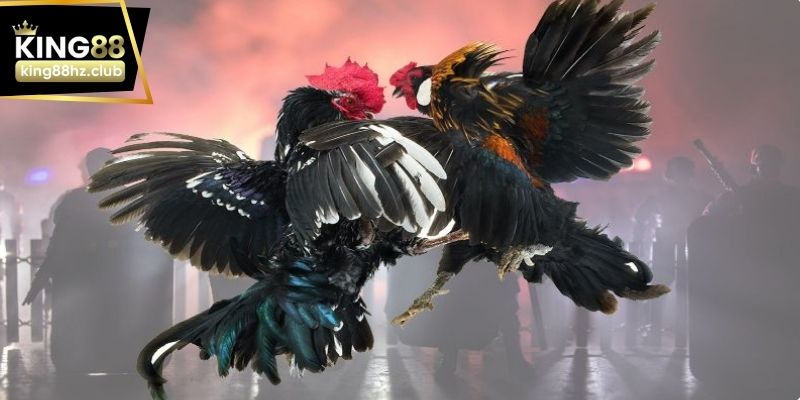 Gà cựa dao theo kiểu Philippin thi đấu với cựa sắc và tốc độ cao