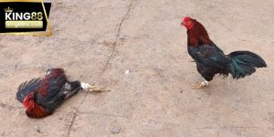 Đá gà đòn Việt Nam