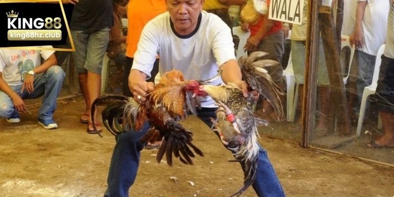 Trận đá gà đòn với lối đánh bền bỉ và thiên về chiến thuật