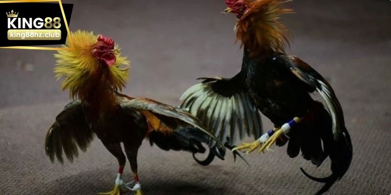 Người xem theo dõi kỹ thể lực và lối đá của gà đòn