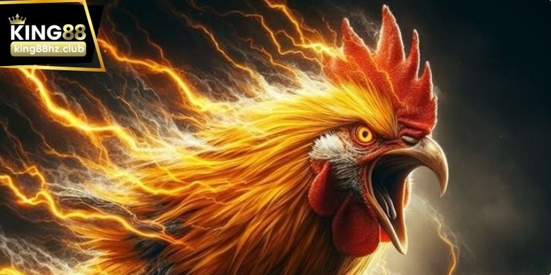 Người chơi quan sát kỹ lối đá của chiến kê trước trận đấu